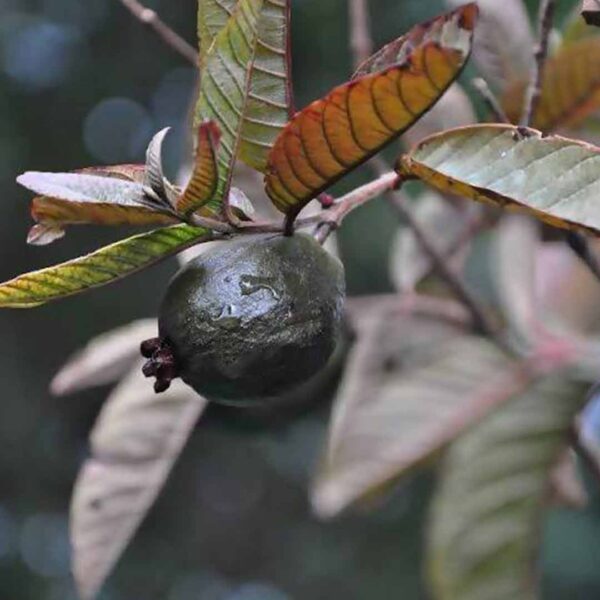 Mini Black Guava Plant