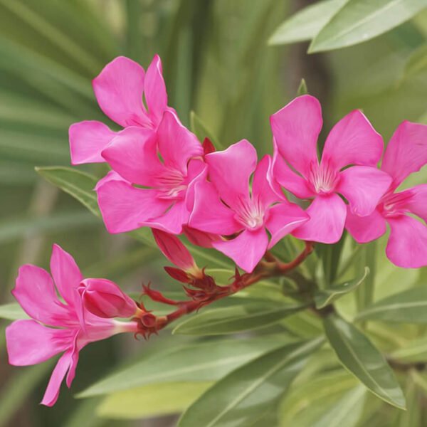 Nerium Oleander Plant (Alari) Dark Pink