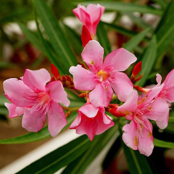 Nerium Oleander Plant (Alari) Dark Pink