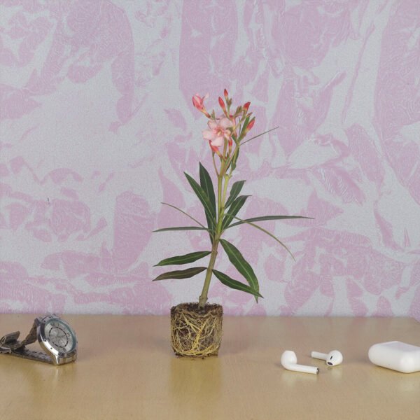 Nerium Oleander Plant (Alari) Dark Pink