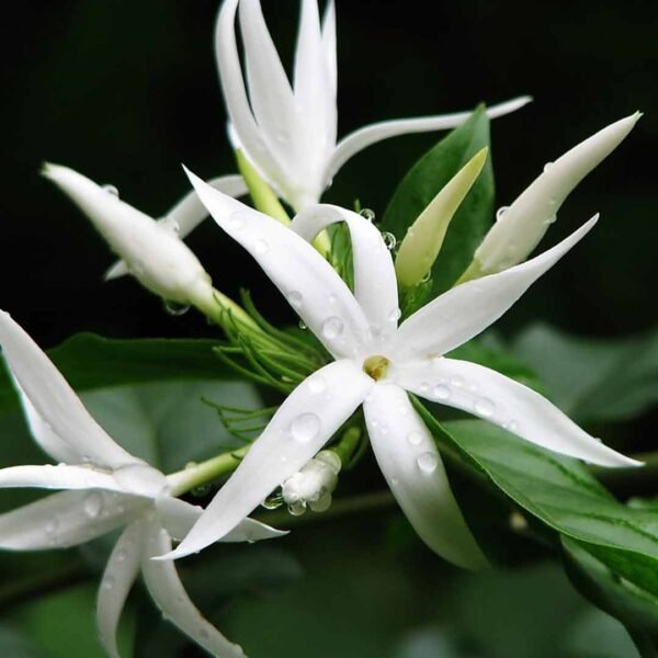 Oosi Malli- Angel Wing Jasmine