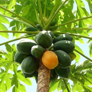 Fruit Papaya Plant