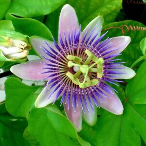 Passion Flower Purple