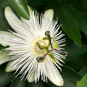 Passion Flowers White