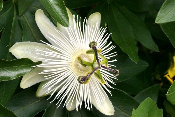 Passion Flowers White