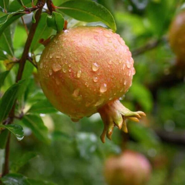 Pomegranate Plant (Mathulai)