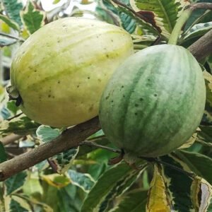 Variegated Guava Plant