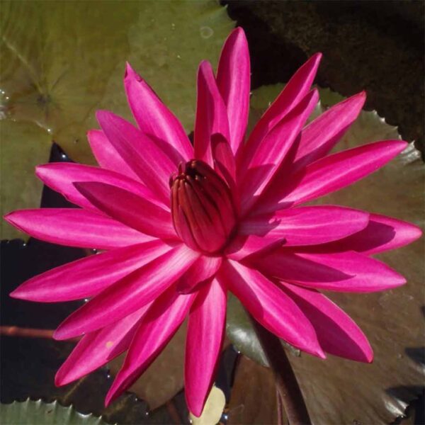 water lily pink plant(nymphaea pubescens)