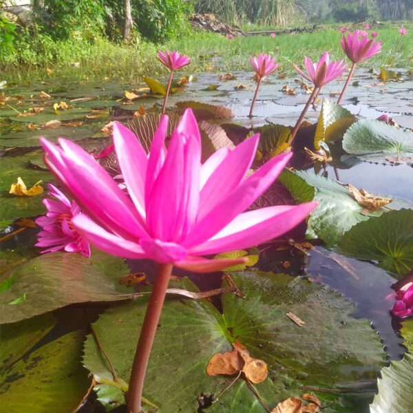 water lily pink plant(nymphaea pubescens)
