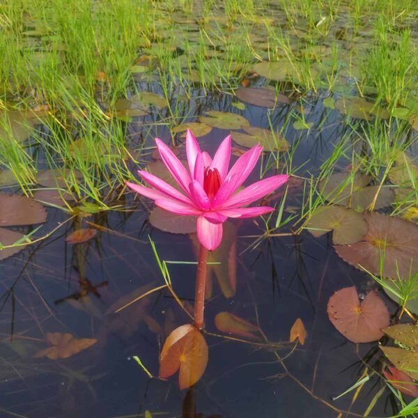 water lily pink plant(nymphaea pubescens)