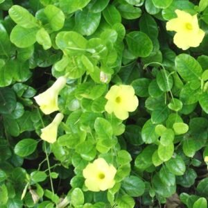 allamanda yellow creeper