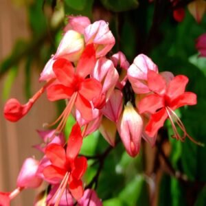 bleeding heart red vine