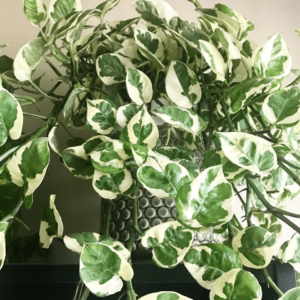 N’Joy Money Plant