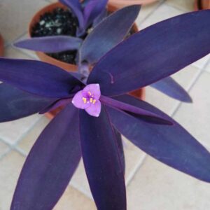 Purple Heart (Tradescantia pallida) Plant