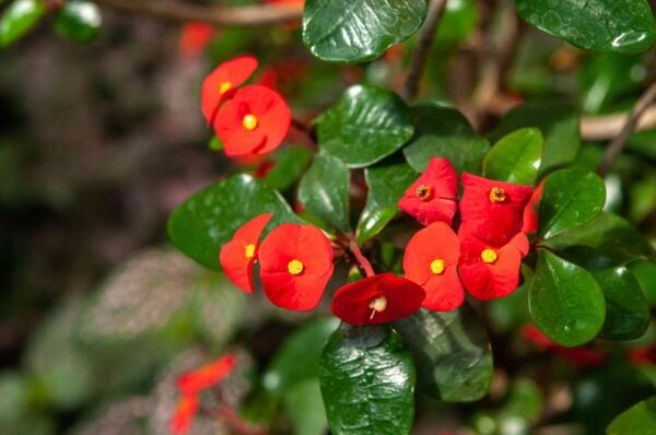 Crown of Thorns Plants