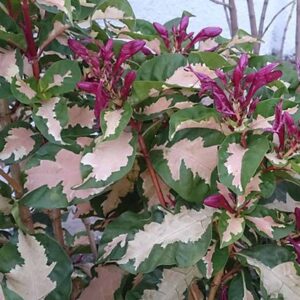 Graptophyllum pictum-tricolor plant