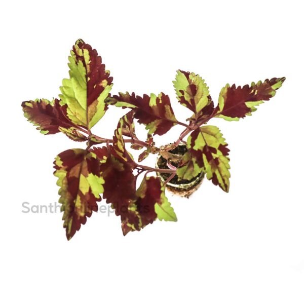 Coleus fairway mosaic