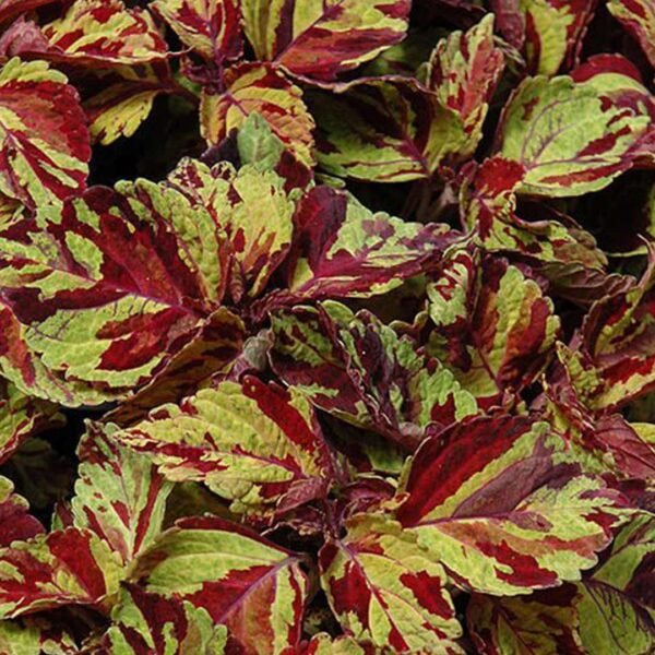 Coleus fairway mosaic