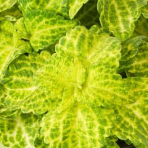 Coleus green