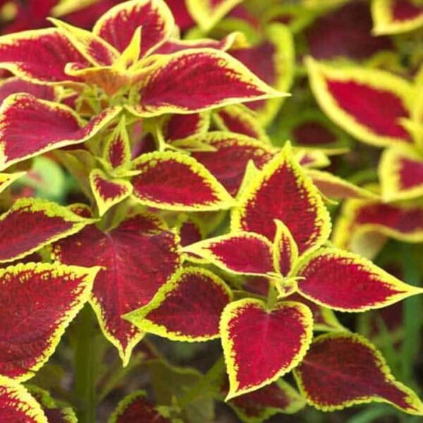 Coleus Green Pink plant