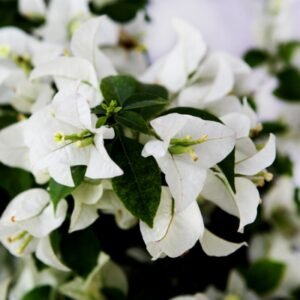 Bougainvillea White layered