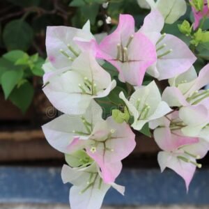 Bougainvillea green with pink