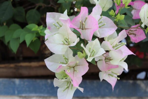 Bougainvillea green with pink