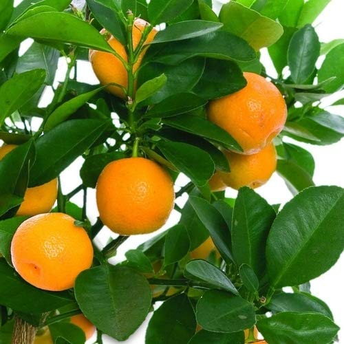 Orange plants