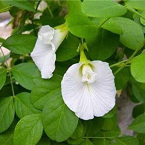 Butterfly pea plant white