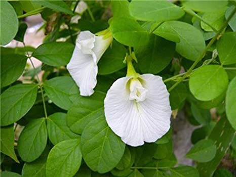 Butterfly pea plant white
