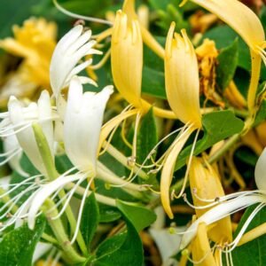 honey suckle japenese