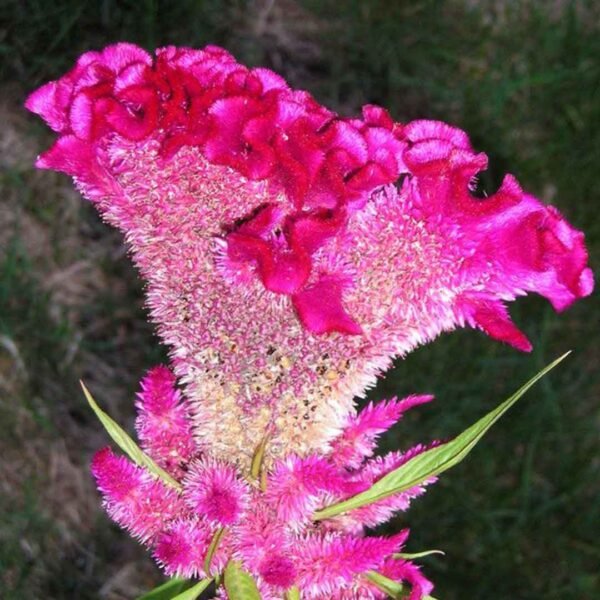 Kozhi Kondai-Celosia argentea var. cristata