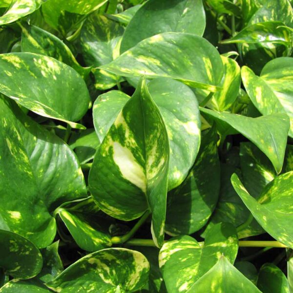 Big Leaf Money Plant - air purifier plants