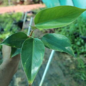 Philodendron Rojo Congo Plant
