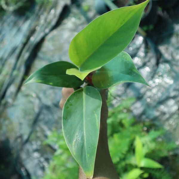 Philodendron Rojo Congo Plant