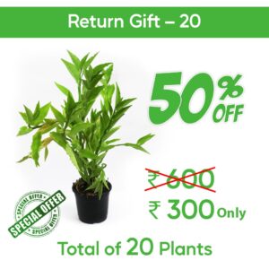 Return Gift (Euphorbia) 20