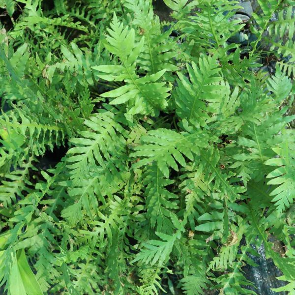 Tree fern plant