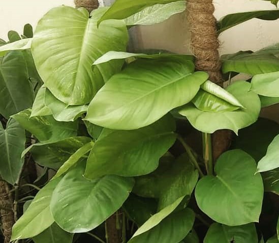 Big leaf money plant