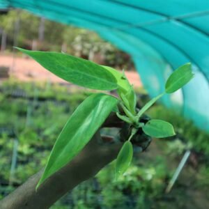 Philodendron calkins gold plant