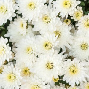 Sevanthi paper white-Chrysanthemum