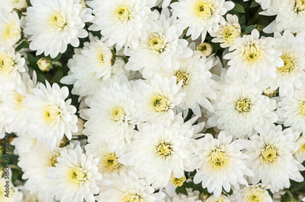 Sevanthi paper white-Chrysanthemum