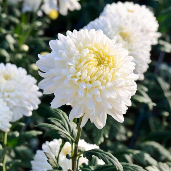 Sevanthi paper white-Chrysanthemum