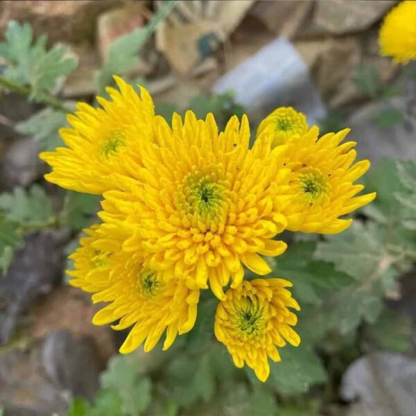 Sevanthi scent yellow-Chrysanthemum