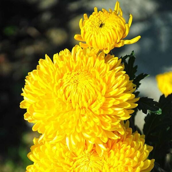 Sevanthi scent yellow-Chrysanthemum