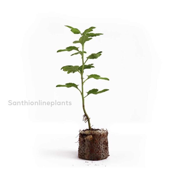 Sevanthi scent yellow-Chrysanthemum