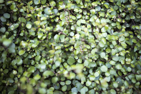 Callisia Repens-Turtle Vine Plant