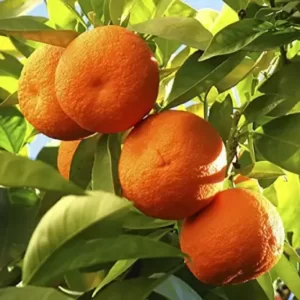 Kamala Orange Plant