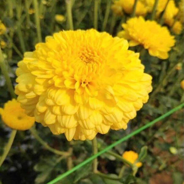 Sevanthi poornima yellow-Chrysanthemum