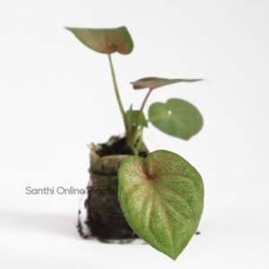 Blushing Bride Caladium