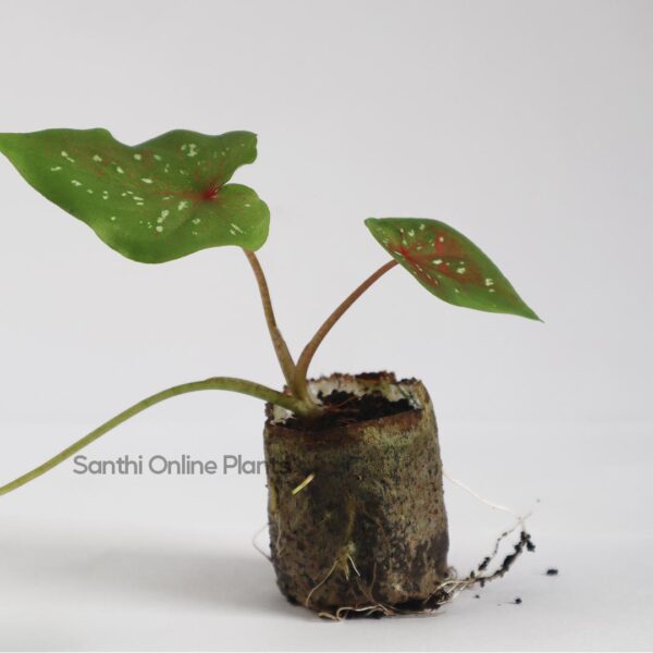 Caladium Heart of Jesus plant - indoor plant